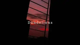 Dandelions - Lofi hip hop