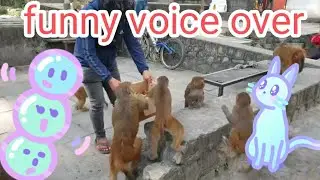 funny voice over with monkey  #funnyvideo  #funnyshorts