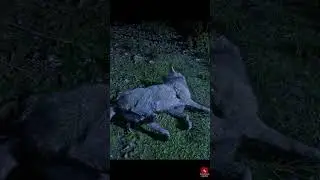 This wolf was dying #rdr2 #shorts