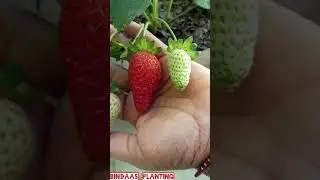 STRAWBERRIES (ripening) in the month of MARCH! _[Short Video]