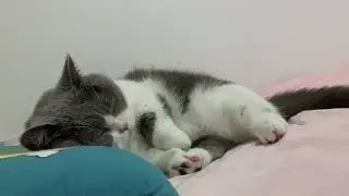 Look at my cat sleeping in the air conditioner wagging its tail all the fatigue disappears at...