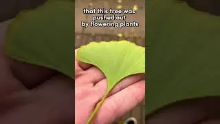 This 🌳 should be extinct