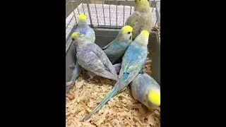 HOW TO PRODUCE RAINBOW BUDGIES WITH CROSS BREEDING/RAINBOW BUDGERIGARS CROSS BREEDING !