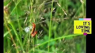 Common red soldier beetles mating (Rhagonycha fulva)