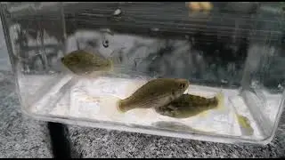 Jordanella floridae 2021