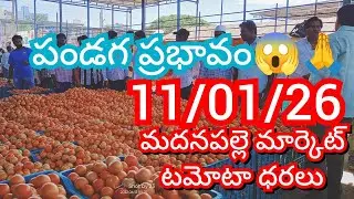 11-01-26 Madanapalle Tomato Market price Today || Today Tomato Market Rate in Madanapalle #today