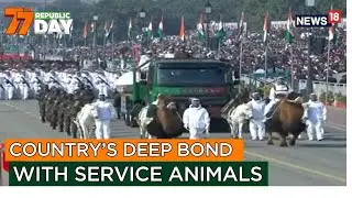 India Honours Him Yodhas, Service Animals Including Black Kites And Bactrian Camels | News18