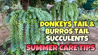 SUMMER CARE TIPS para sa Donkeys and burros tail SUCCULENTS//jingle&rsquo;s heartstrings