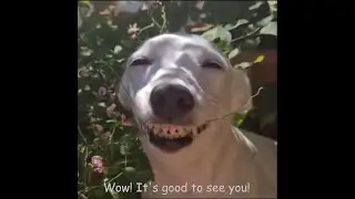 Amazing animals. Funny, cute little animals. Удивительные животные. Смешные, милые зверушки. #video