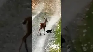Deer with rabbit| Rabbit play| #animals #rabbit #deer #deerlife #rabbits #play #trending #shorts