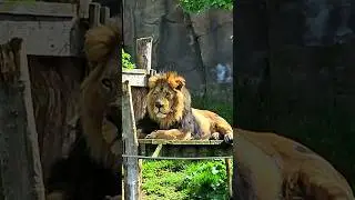 Lost Kingdoms - Where Did Asiatic #Lions Roam #LondonZoo #outdoorswithfamily