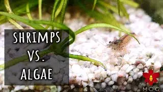 Amano Shrimps Vs. Algae - Did they make a difference? 🤔