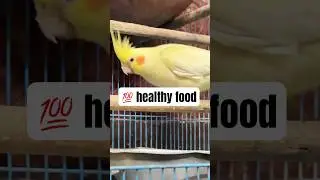Best Protein diet for budgie & cockatiels , That make your bird healthy