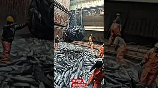 பல கோடிக்கு விற்கப்படும் மீன்கள் 🐟 WATCH TILL END 🔥 #seafish #shortsfeed #viral