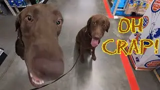 Training Lab While Shopping And He Did The Thing I Fear Most | Yogi