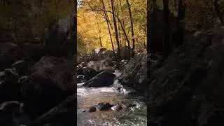 Find Peace in Every Drop | Relaxing Forest Water Flow in 4K #meditationmusic #naturerelaxation