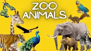 ZOO ANIMALS - Animals Vocabulary for Kids | Mon's English - Young Learners&rsquo; English