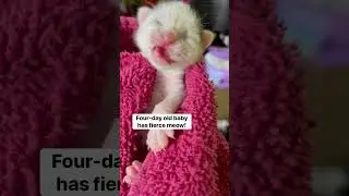 Big Meow! #babykitten #fierce #fourdaysold #kitten #love #sweet #cute #kitty #bestmeow #cutekittens