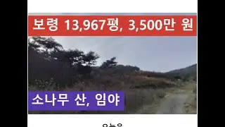 보령 13,967평, 3,500만 원 (소나무 산, 임야)