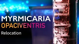MYRMICARIA OPACIVENTRIS RELOCATION