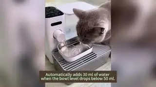 Still letting your cat drink dirty water?💧🐾