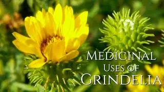 Medicinal uses of Grindelia | Michael Moore