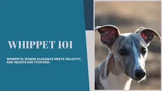 Whippet 101: Exploring the Grace and Speed of a Gentle Companion