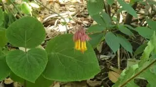 (#172) Rubbing You the Wrong Way w/ Extinct Plants & Deppea Splendens