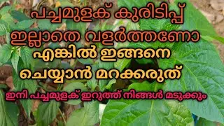 പച്ചമുളക് കുരുടിപ്പ് ഇല്ലാതെ വളർത്തുന്നത് എങ്ങനെ എന്നറിയണ്ടേ.. #allufamily#faming#krishi#jaivakrishi