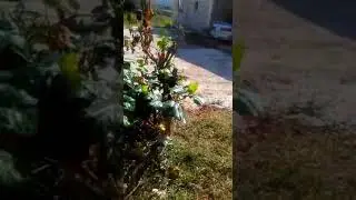 House construction comma pen st Elizabeth  jamaica