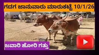 #gadag # ಜಾನುವಾರು ಮಾರುಕಟ್ಟೆಯ ಸಂಕ್ಷಿಪ್ತ ಒಳನೋಟ 11/1/26