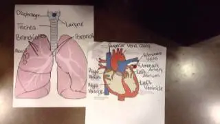 Circulatory and Respritory Systems Stop Animation