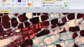 Image Pro Insight: Measure Live Images