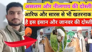 असलम और नीलगाय की दोस्ती Arif saras se bhi khatarnak hai Aslam aur nilgai ki dosti #2025