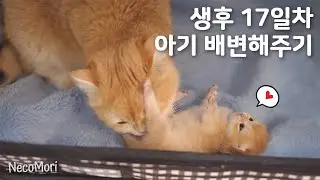 시즌5 브숏 고양이 육아일기 3화｜생후 17일 아기고양이 배변해주기, 은동이가 이유식을 시작했어요!