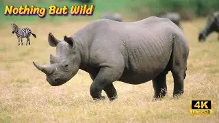Ultimate wild Animals 4K (UHD). #Wildlife Animals. #animals #animal #wildlifelearning #wildanimals