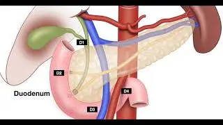 Podcast-GI Endoscopy Technology Primer-15. EGD-Small Intestine Anatomy