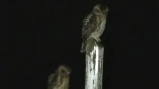 Australian Boobook Owls