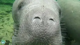 Why do manatees touch each other with their snouts?