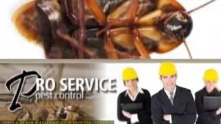 Brooklyn NY Exterminator Services | Pro Service Pest Control