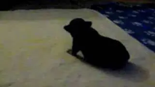 SUPER OCHO!