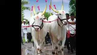 !!Coming Soon 💕Bail Pola New whatsapp status video || status video2022 #video #youtubes #shortshorts