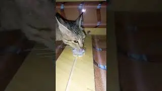 Cat's Milk Time: Adorable Moments