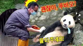 세상에💥푸바오는 몇 시간 동안 웅덩이에 누워 목욕했습니다! 💦👀푸공주는 스트레스를 풀고 자유를 만끽할 방법을 찾고 있습니다!💭💨