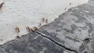 Нападение одних муравьев на других.