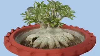 Bonsai of Adenium 2nd Phase Training for Radial Roots and Giant Caudex