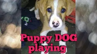 Puppy Dog funny Playing videos local dog#localdog#puppy#cutedogs#talking#kannada#rioandputthu