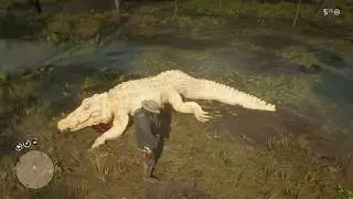 Red Dead Redemption 2 - Legendary Alligator Location (Bull Gator)