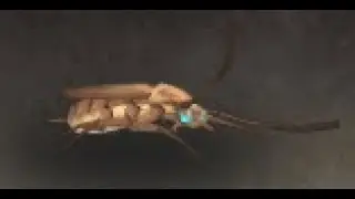 Battle Pet Underroach, Achievement Undermine Safari, Undermine, WoW The War Within