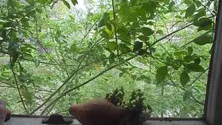 window sill